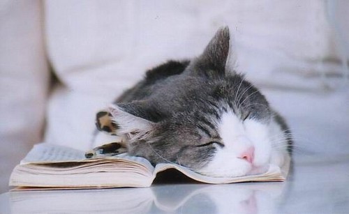animalsbookscatscutesweetbook-720f1ff0b2132ea2c7c629a0dd8601dc_h